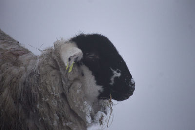 Close-up of sheep against clear sky