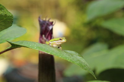 Close-up of insect on leaf