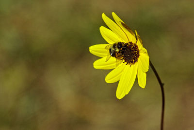 Close-up of bee on yellow flower