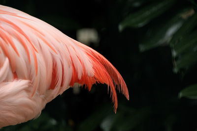 Close-up of flamingo