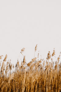 Golden grasses swaying in the breeze