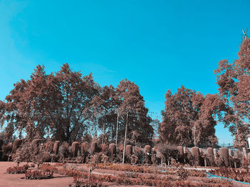 Trees against clear blue sky