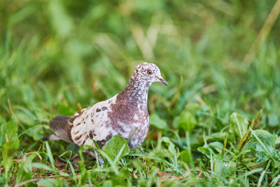 Dove on grass. little pigeon looking for feeding. multicolored feather color white, black and brown