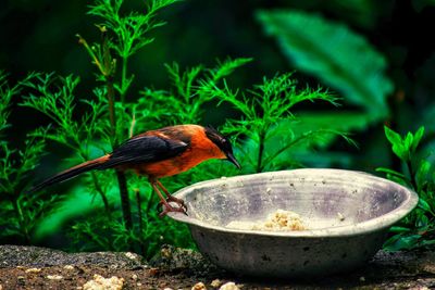 Close-up of bird perching on feeder