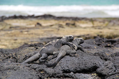 A couple of marine iguana relaxing on isabela island in the galapagos