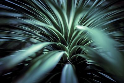 Full frame shot of plants on field