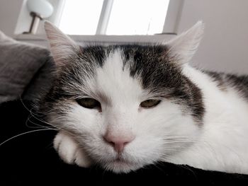 Close-up portrait of cat at home