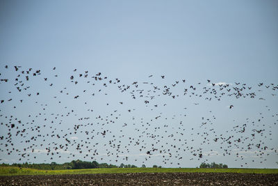 Starlings and lapwings ready for migration over the field. flock of birds flying to south in autumn.