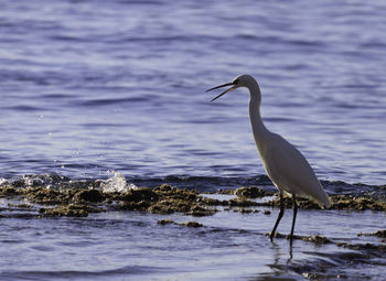 Bird on a beach