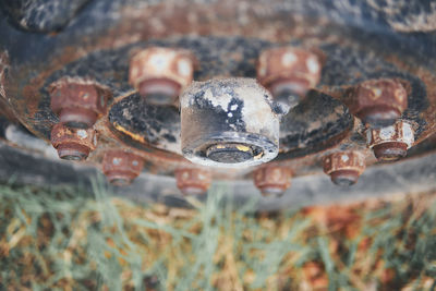 Close-up portrait of snake on field