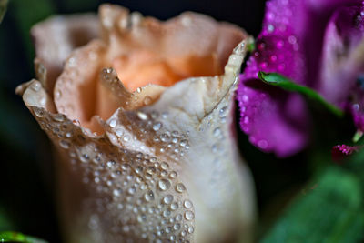 Close-up of wet flowers blooming in parka