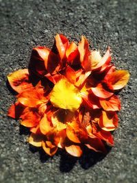 Close-up of flowers in autumn