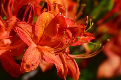 Close-up of raindrops on red flowering plant