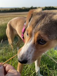 Close-up of a dog