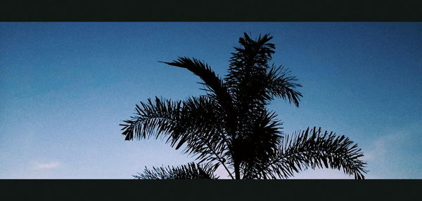 Low angle view of silhouette palm tree against clear blue sky