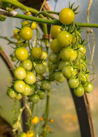 Bunches of small cherry tomatoes in a film greenhouse, autumn harvest