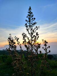 Plants growing on field against sky during sunset