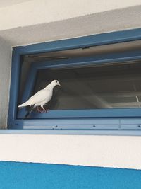 Low angle view of bird perching on window