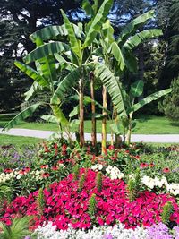 Flowers growing in park