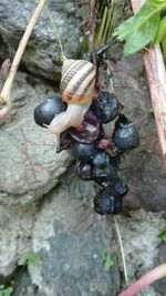 Close-up of snail