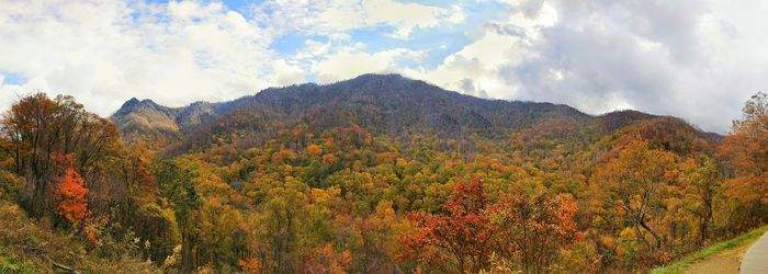 Panoramic view of trees in forest against sky