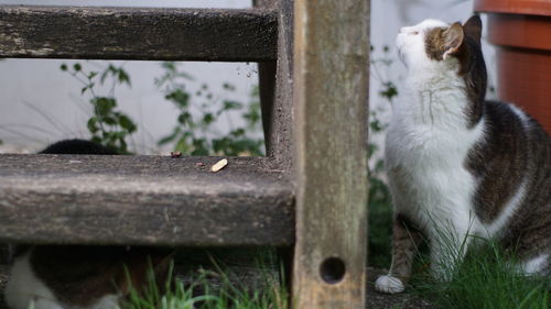 Close-up of a cat looking away