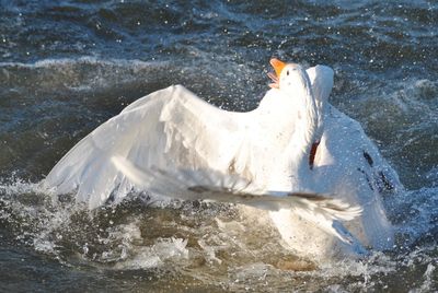 Swan swimming in a lake