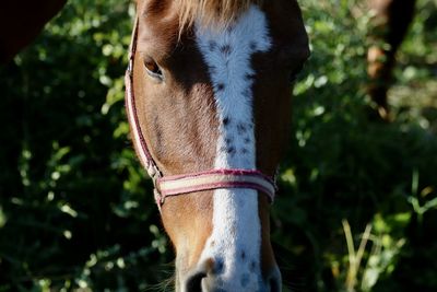 Close-up of a horse