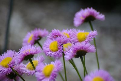 Close-up of fresh purple flowers blooming outdoors