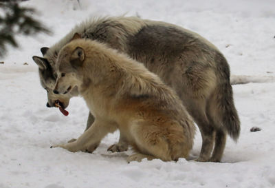 Full length of wolves on snow