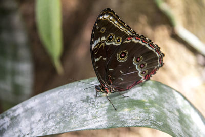 Close-up of butterfly