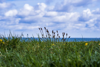 Plants growing on field against sky