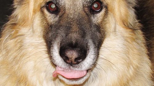 Extreme close up of dog
