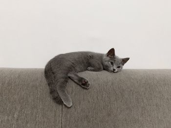 Portrait of cat resting on sofa