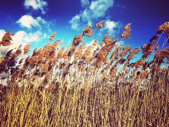 Low angle view of plants against sky