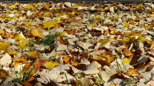 Close-up of maple leaves fallen on field during autumn