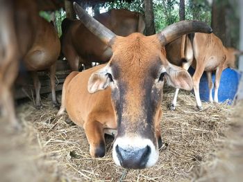 Cow standing in a field