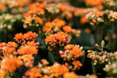 Close-up of yellow flowering plants