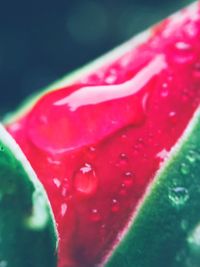 Close-up of fresh red flower with dew drops