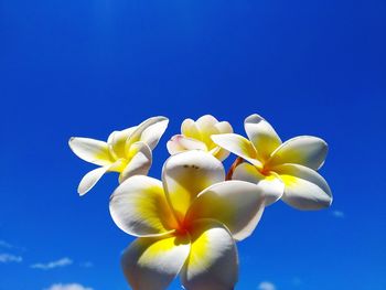 Low angle view of blue flowering plant against sky