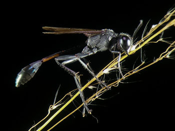 Close-up of insect against black background