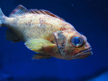 Close-up of fish swimming in sea