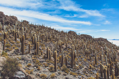 Low angle view of cactus plants against sky