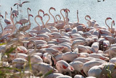 High angle view of birds in lake