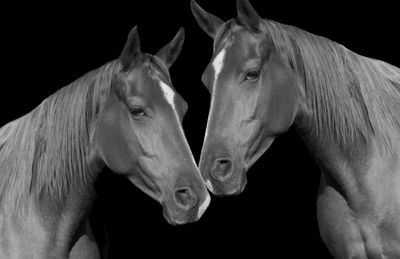 Close-up of horses against black background