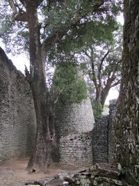 Stone wall of trees in forest