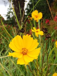 Close-up of yellow flowers blooming outdoors