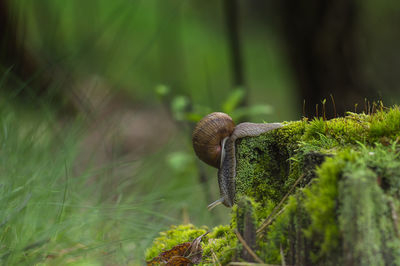 Close-up of snail on land