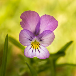 Close-up of purple flower