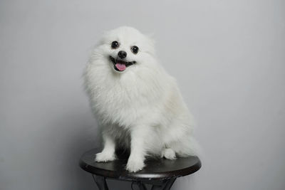 Close-up of a dog against white background